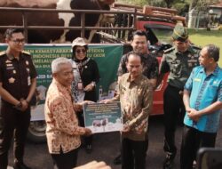 Idul Adha 2025: Umat Islam Kabupaten Sintang Terima 9 Ekor Sapi Kurban Dari Pemerintah